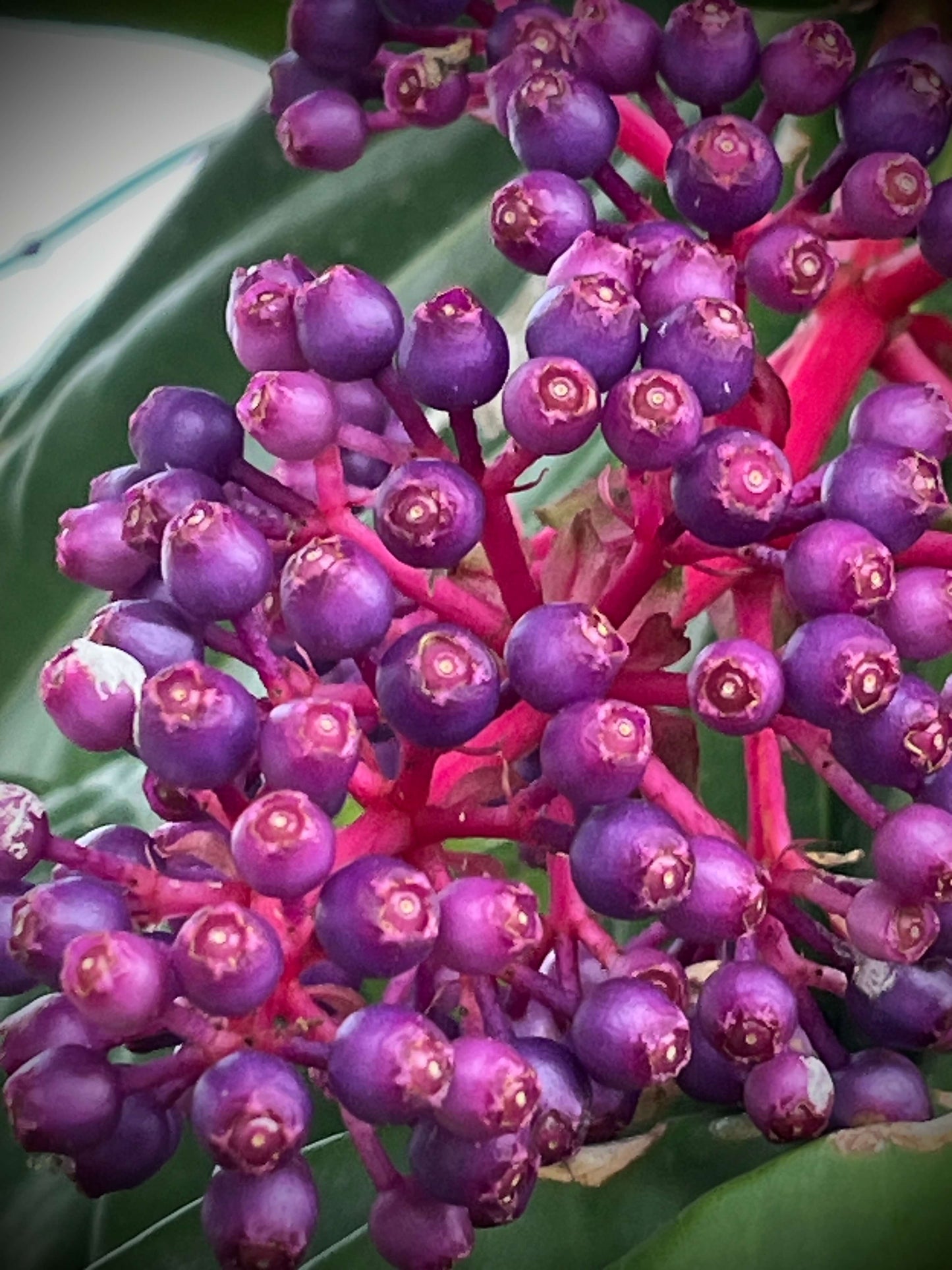BOUCLES D'OREILLES SETA RUBIS: vibration végétale et éclat profond