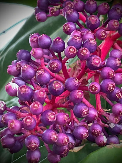 BOUCLES D'OREILLES SETA RUBIS: vibration végétale et éclat profond